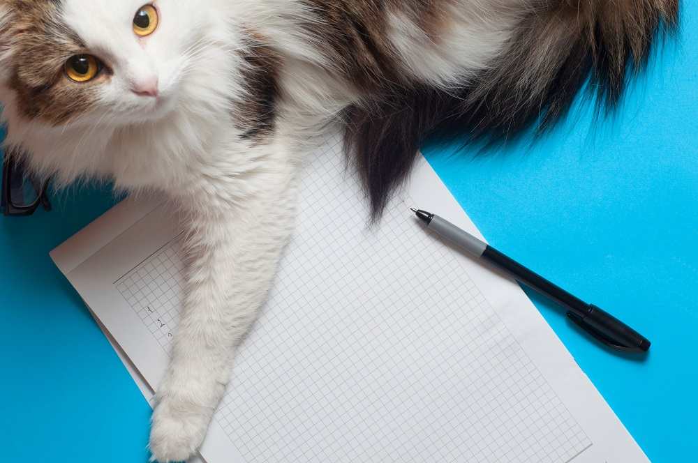 Katze auf Papier will Aufmerksamkeit