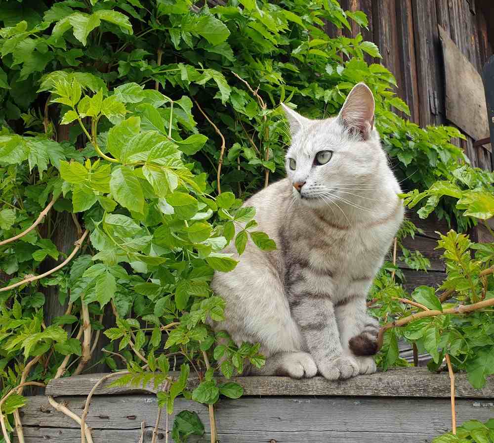 Katze und ein hoher Zaun