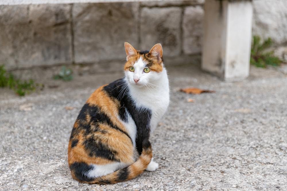 Eine Katze sitzt auf der Straße und beobachtet ihre Umgebung.