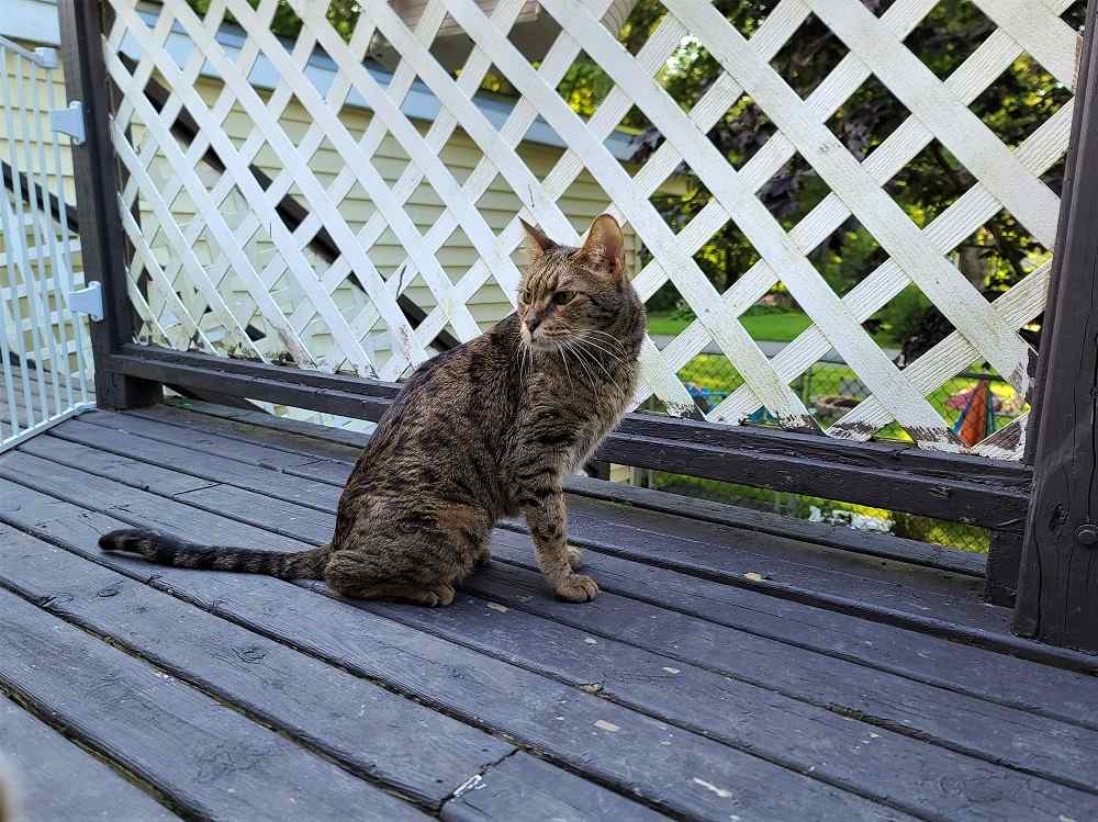 Katze mit geschlossenem Tor