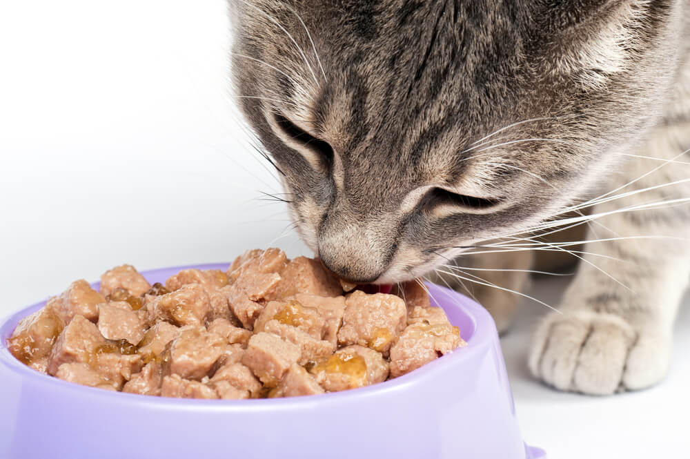 Nahaufnahme einer Katze, die Futter aus einer Schüssel frisst