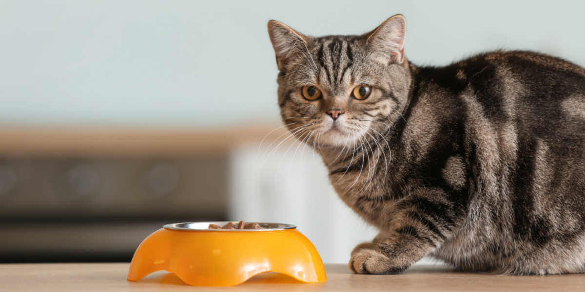 Niedliche Katze in der Nähe einer Schüssel mit Futter