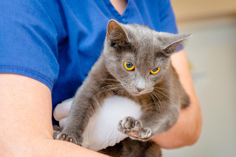 Arzt Tierarzt hält süße Katze Burma-Katze