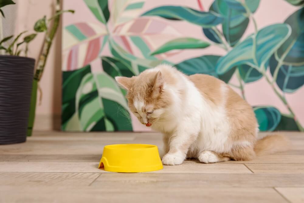 Hauskatze frisst aus einer Schüssel