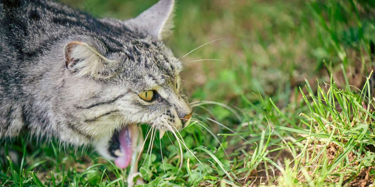 Eine Hauskatze, die draußen fotografiert wurde, mit Gras im Hintergrund und einem kleinen Haufen Erbrochenem. Das Bild zeigt ein weit verbreitetes Verhalten, bei dem Katzen Gras fressen, um Erbrechen auszulösen, was möglicherweise die Verdauung unterstützt oder unerwünschte Substanzen aus ihrem Magen entfernt.