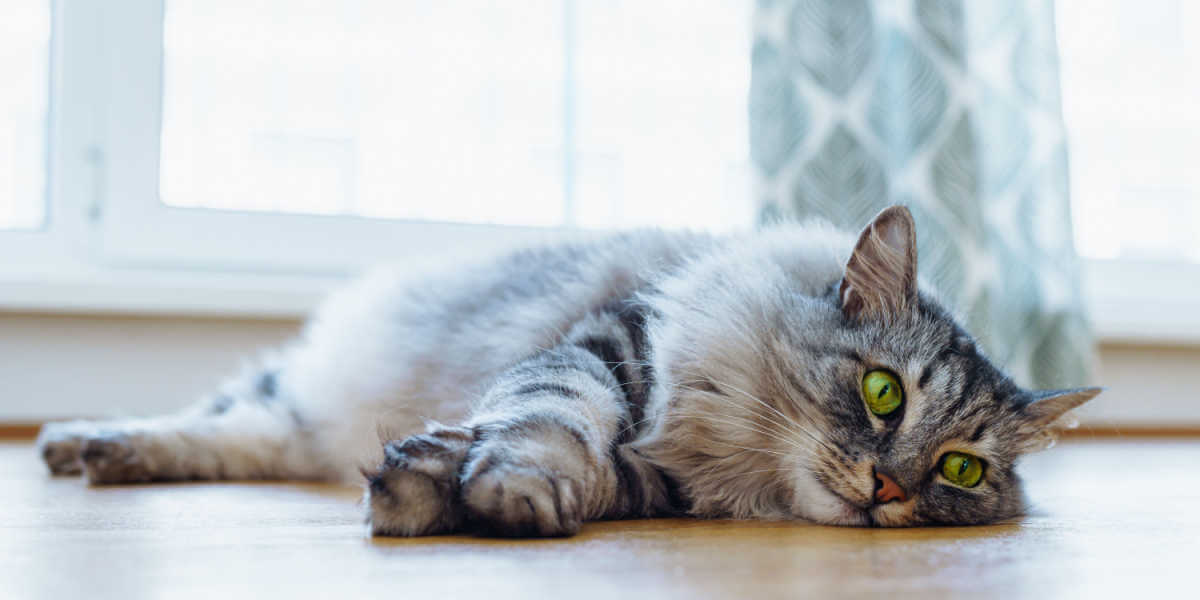 Maine-Coon-Katze mit bezaubernden grünen Augen, die auf einem Holzparkettboden ruht.