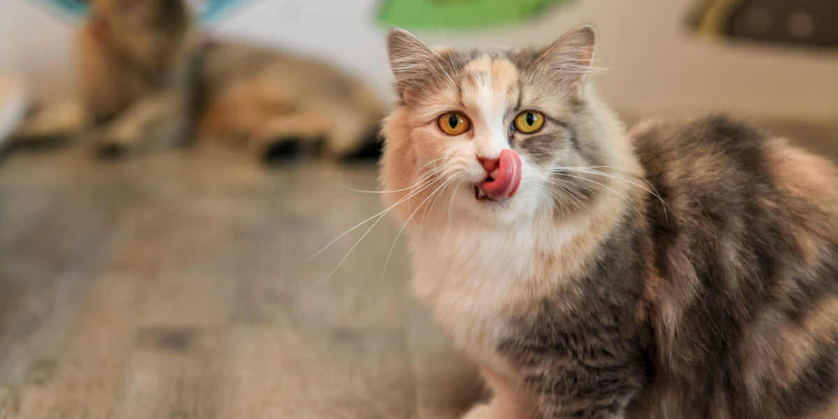 'Munchkin'-Katze leckt sich die Lippen