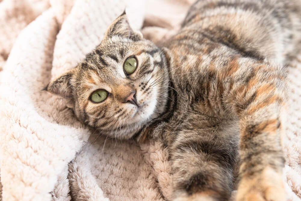 Porträt einer jungen Katze, die auf einer flauschigen Decke liegt