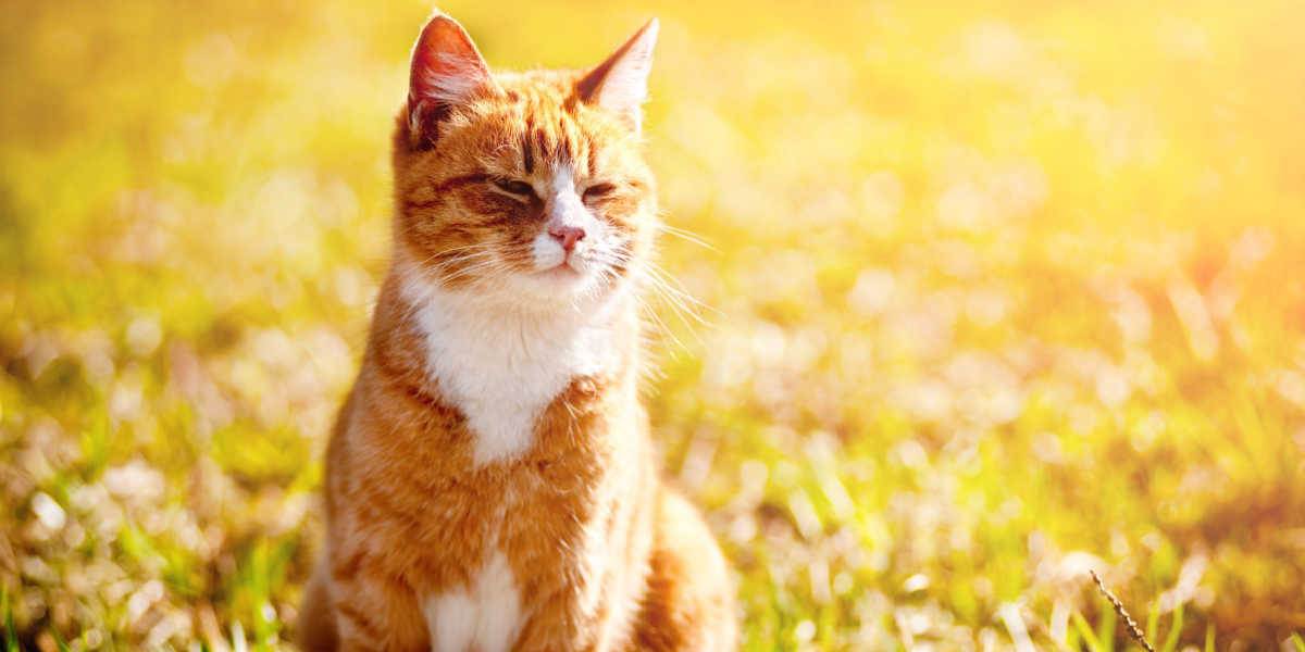 Rote Katze blinzelt in der hellen Sonne