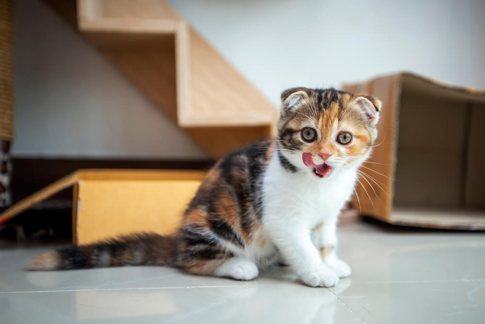 Scottish Fold Katze spielt im Haus