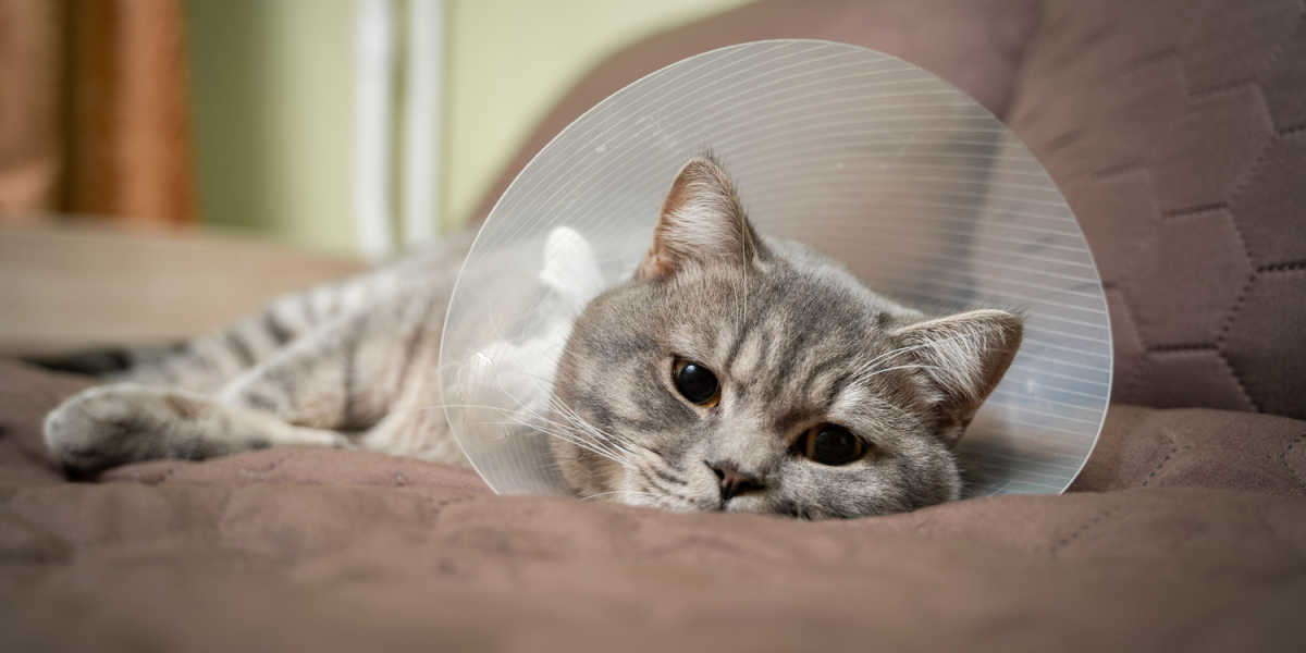 Ein Bild einer friedlich schlafenden Katze mit einem Halsband