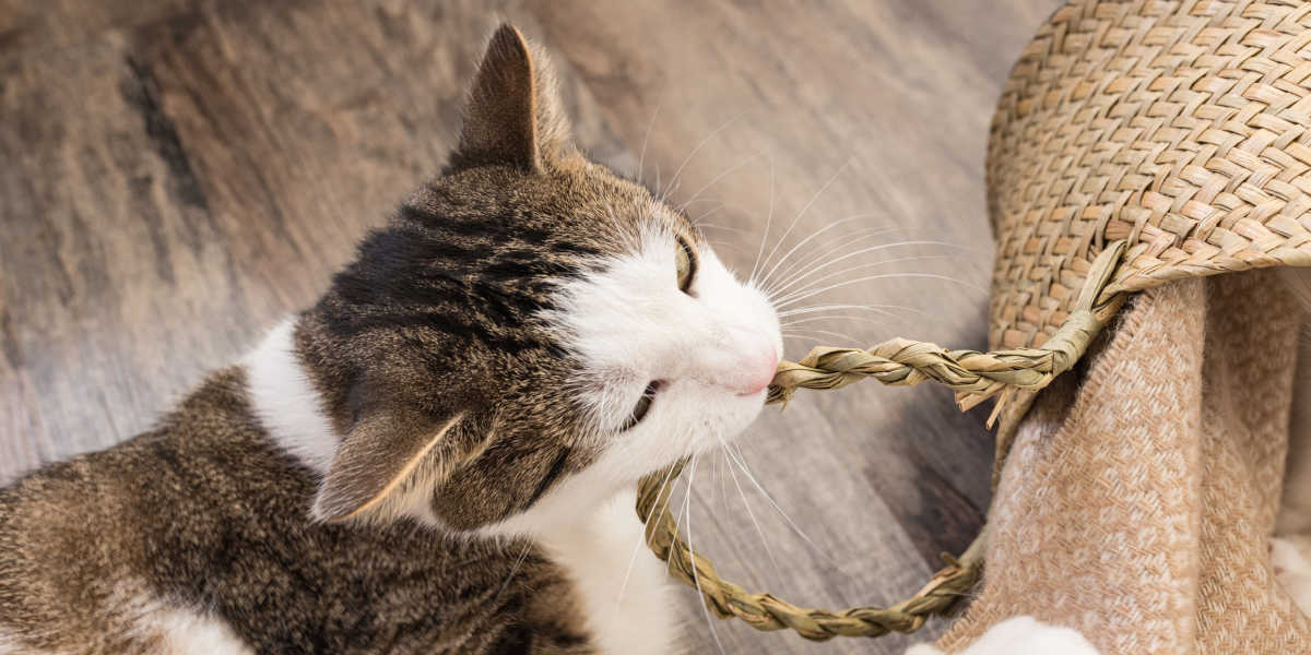 Katze kaut auf Korb herum