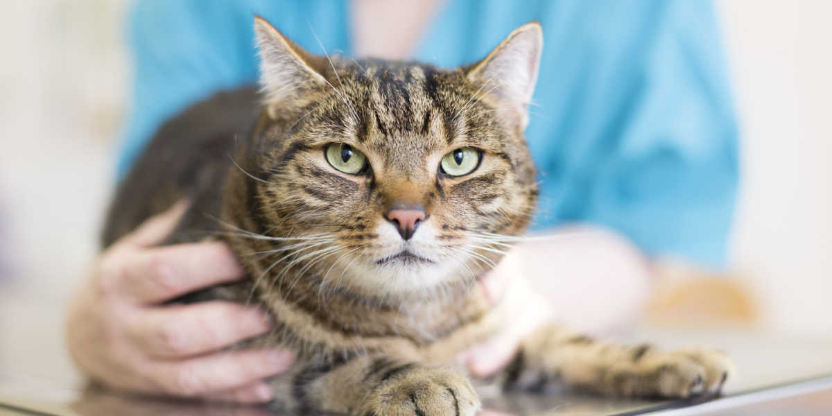 Ein Bild, das einen Tierarzt zeigt, der sanft eine Katze hält