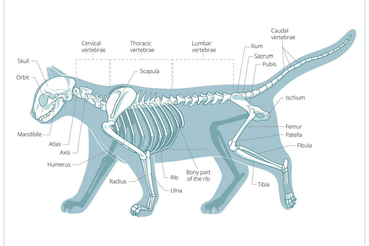 Beschriftete Knochen eines Katzenskeletts