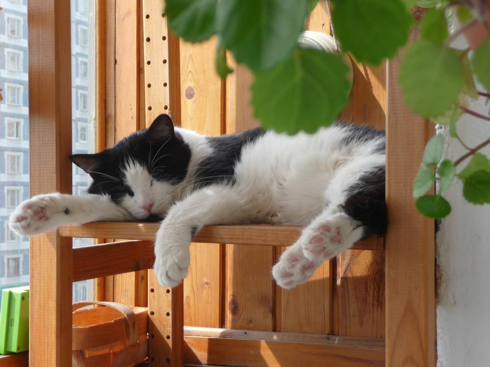 Schlafende Katze auf dem Balkon