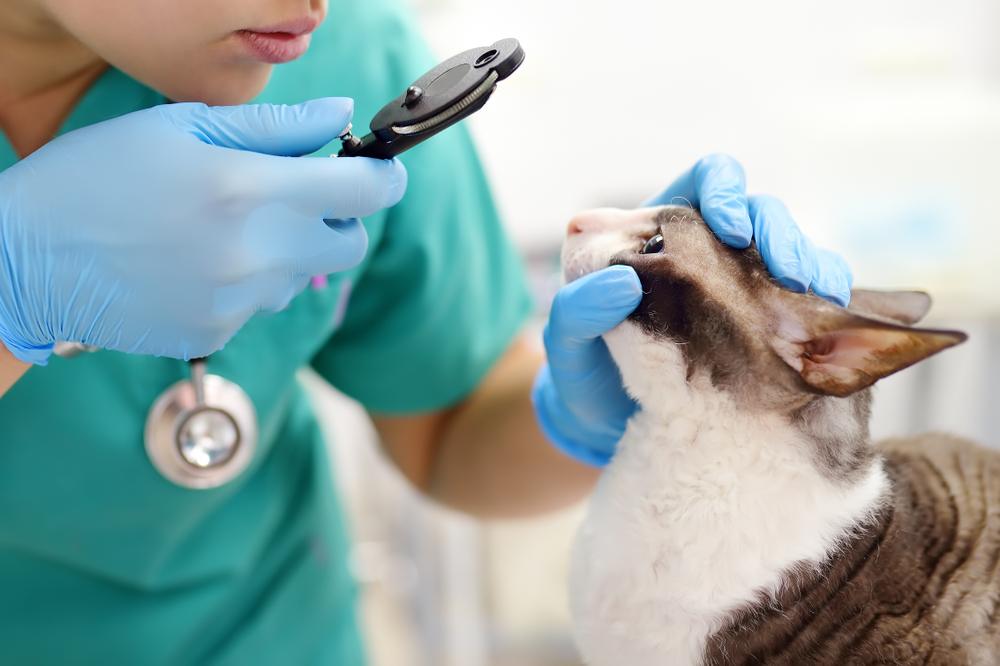 Ein aufmerksamer Tierarzt führt eine Sehuntersuchung bei einer Katze durch. Dabei verwendet er ein Ophthalmoskop, um die Gesundheit der Augen der Katze sorgfältig zu beurteilen und ihr Wohlbefinden sicherzustellen.