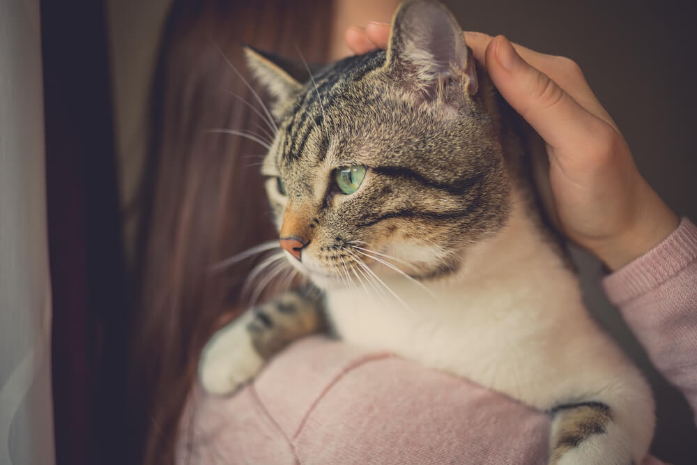 Junge Frau hält liebevoll eine Katze.