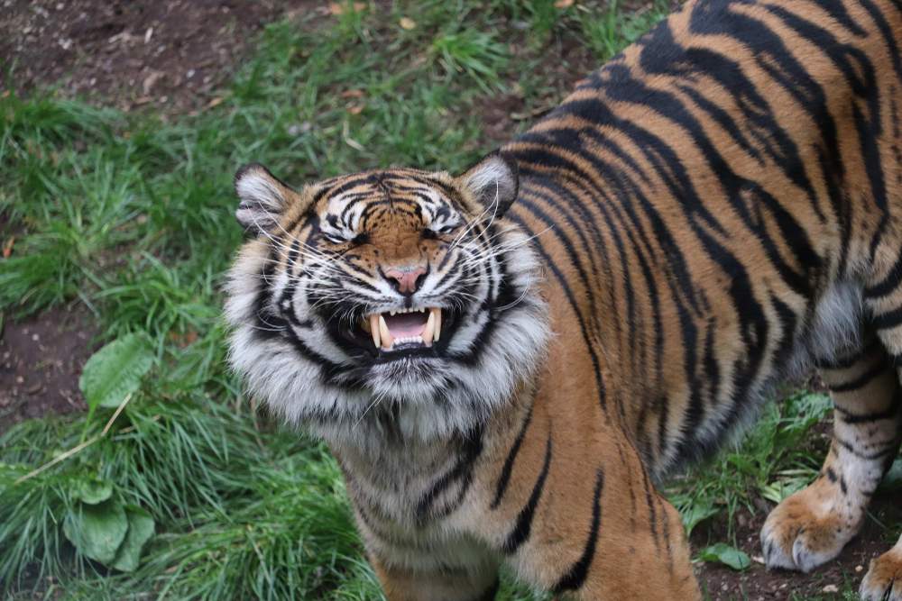 Raubkatze Flehmen Antwort