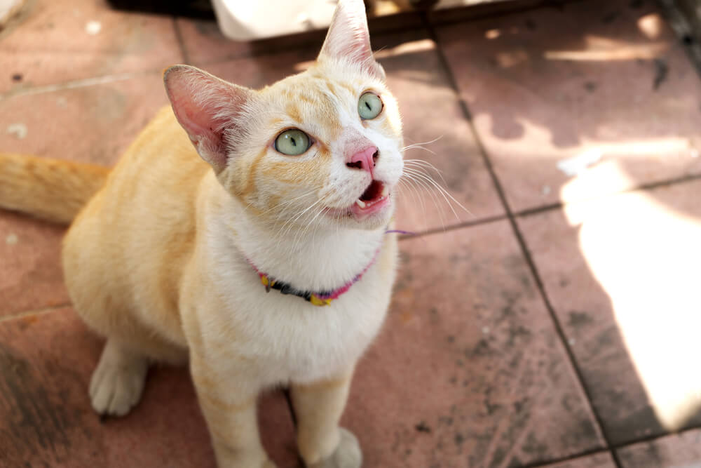 Ausdrucksstarker Moment, eingefangen, als eine Katze miaut