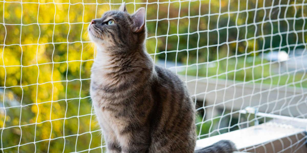 Eine Katze auf einem Balkon, die die Aussicht und die frische Luft genießt.