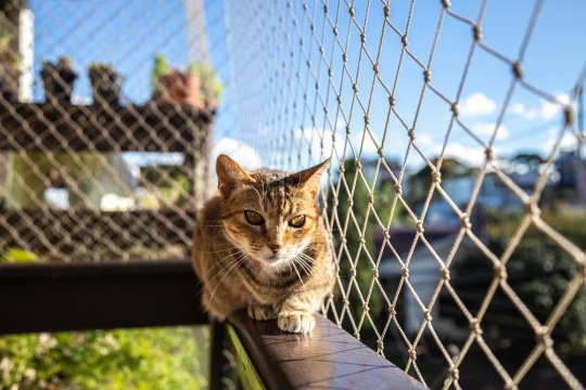 10 einfache Möglichkeiten, einen Zaun katzensicher zu machen