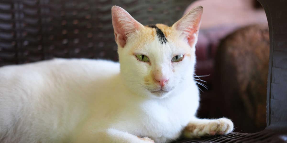 Eine selbstbewusste und intensiv aussehende Katze sitzt auf einer Bank, blickt mit grimmigem Gesichtsausdruck und strahlt eine starke Aura der Unabhängigkeit und Entschlossenheit aus.