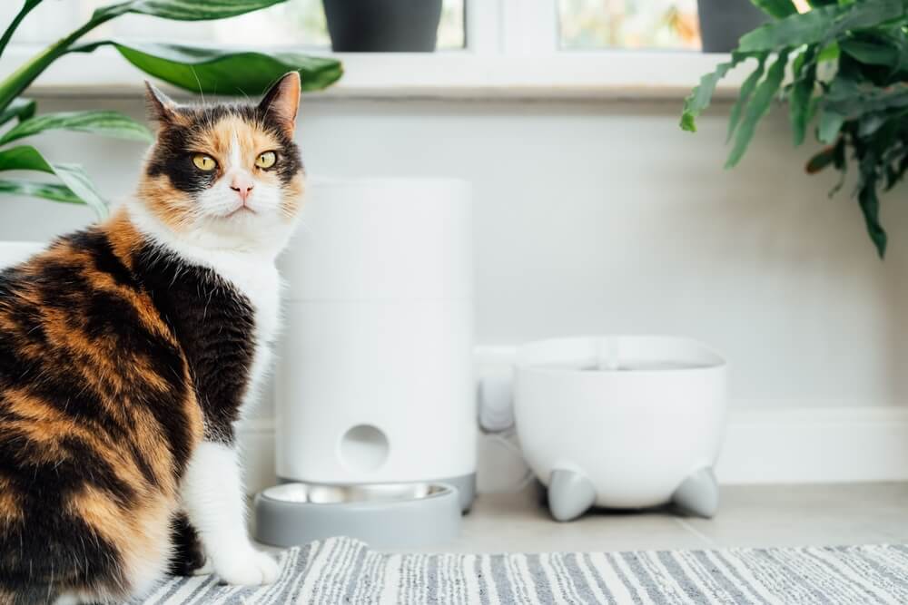 Katze wartet in der Nähe des Smart Feeder auf Futter