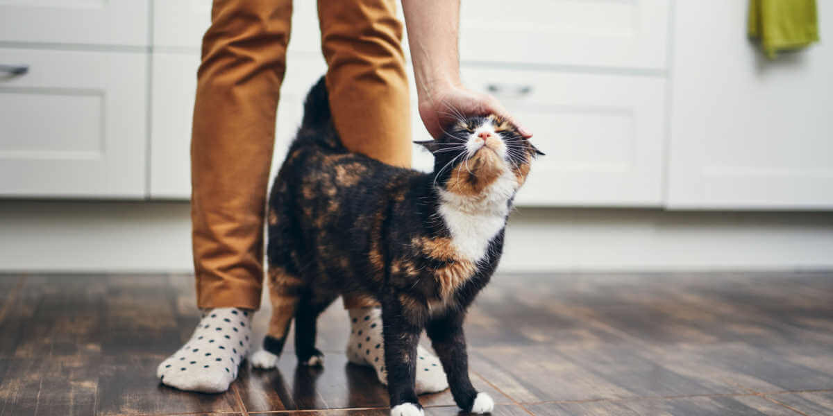 Katze, die um die Beine einer Person herumläuft