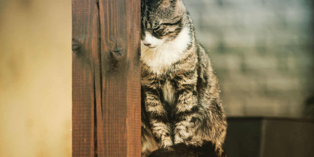 Katze drückt Kopf gegen Wand