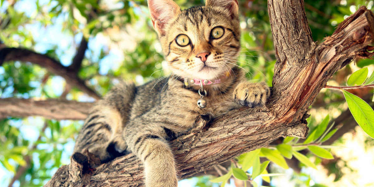 Katze auf einem Baum