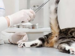 vet examines the cat