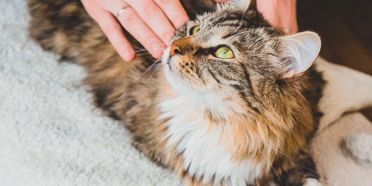 Ein Foto, das den zuckenden Rücken einer Katze zeigt. Es zeigt die faszinierende Reflexhandlung, die oft durch Sinnesreize ausgelöst wird und einen Moment der Neugier und Bewegung erzeugt.