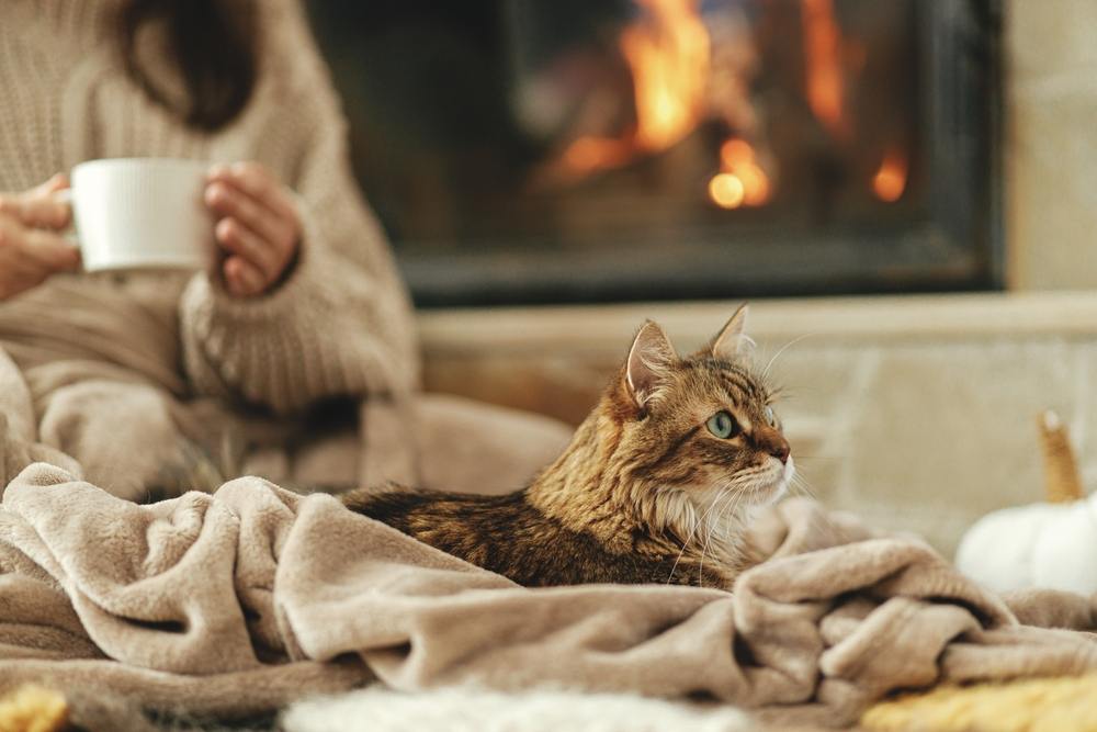 Süße Katze liegt auf gemütlicher Decke