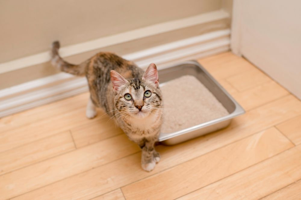 Glückliches getigertes Kätzchen mit Katzentoilette