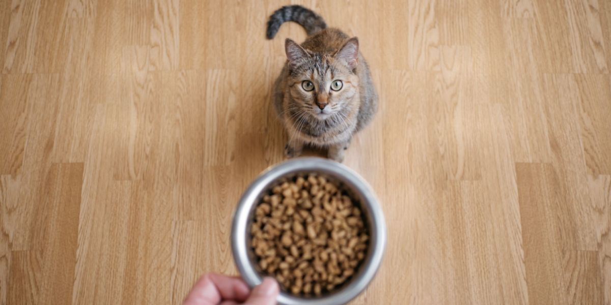 Eine männliche Hand hält eine Handvoll Pellets aus trockenem Katzenfutter.