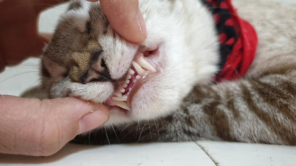 Besitzer öffnet mit der Hand das Maul einer erwachsenen Katze