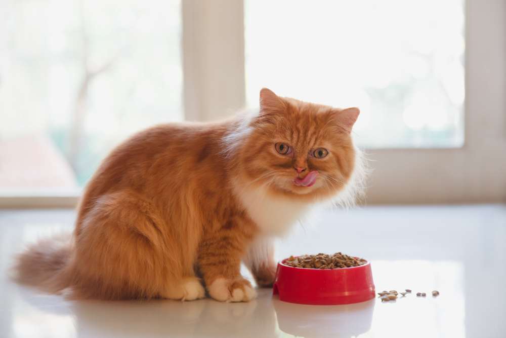 Eine majestätische Perserkatze genießt eine Mahlzeit aus trockenem Katzenfutter.