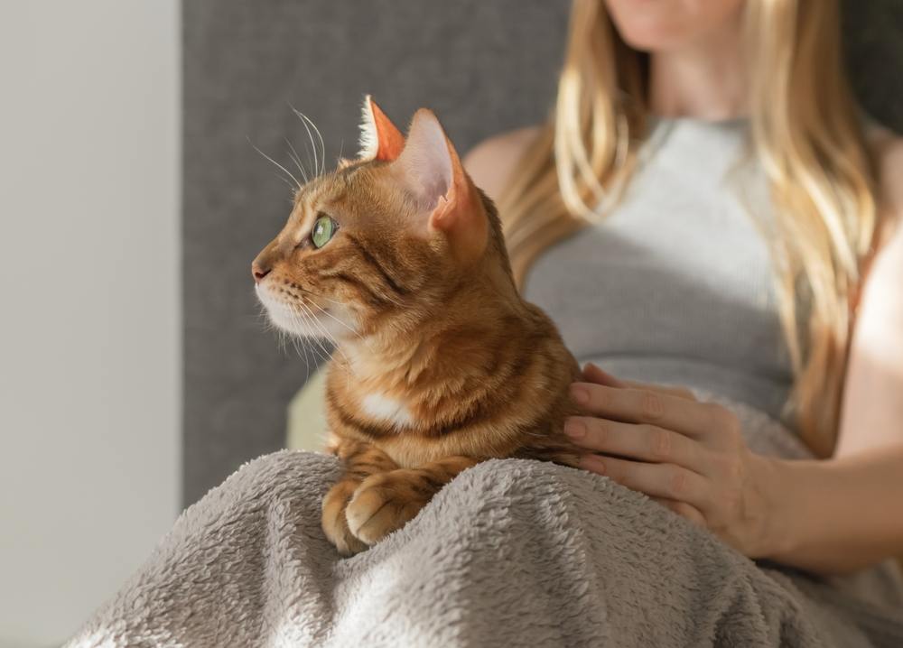 Die Hauskatze befindet sich auf dem Schoß ihres Besitzers