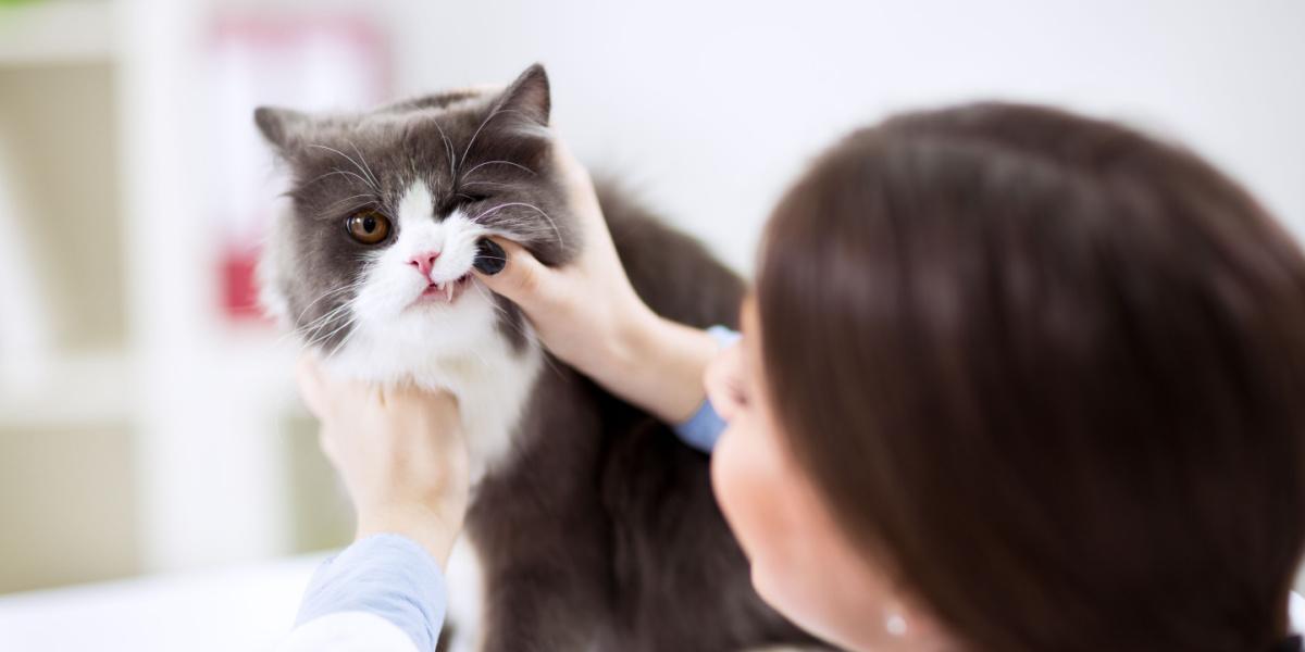 Tierarzt untersucht Zähne einer Perserkatze