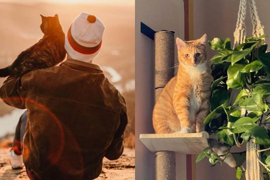10 Wege, Ihrer Katze zu zeigen, dass Sie sie lieben