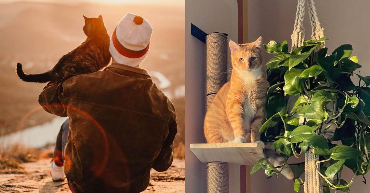 Eine geteilte Ansicht eines Katzenbesitzers, der seine orangefarbene Katze in den Armen hält, und der orangefarbenen Katze, die direkt in die Kamera schaut