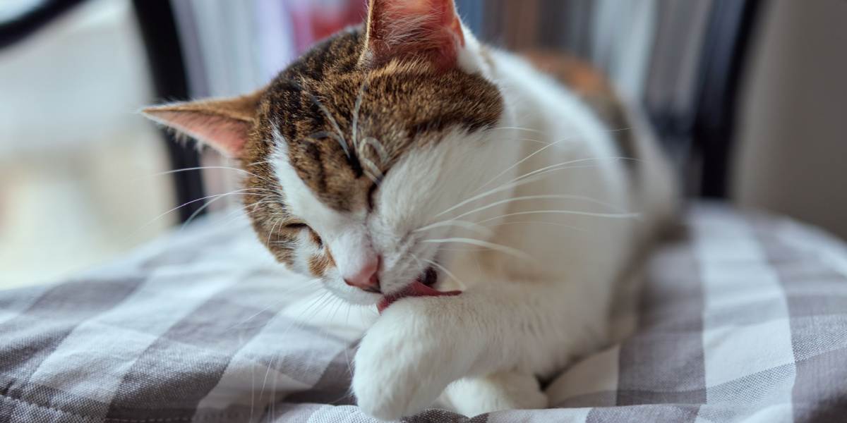 schöne süße Katze leckt seine Pfote