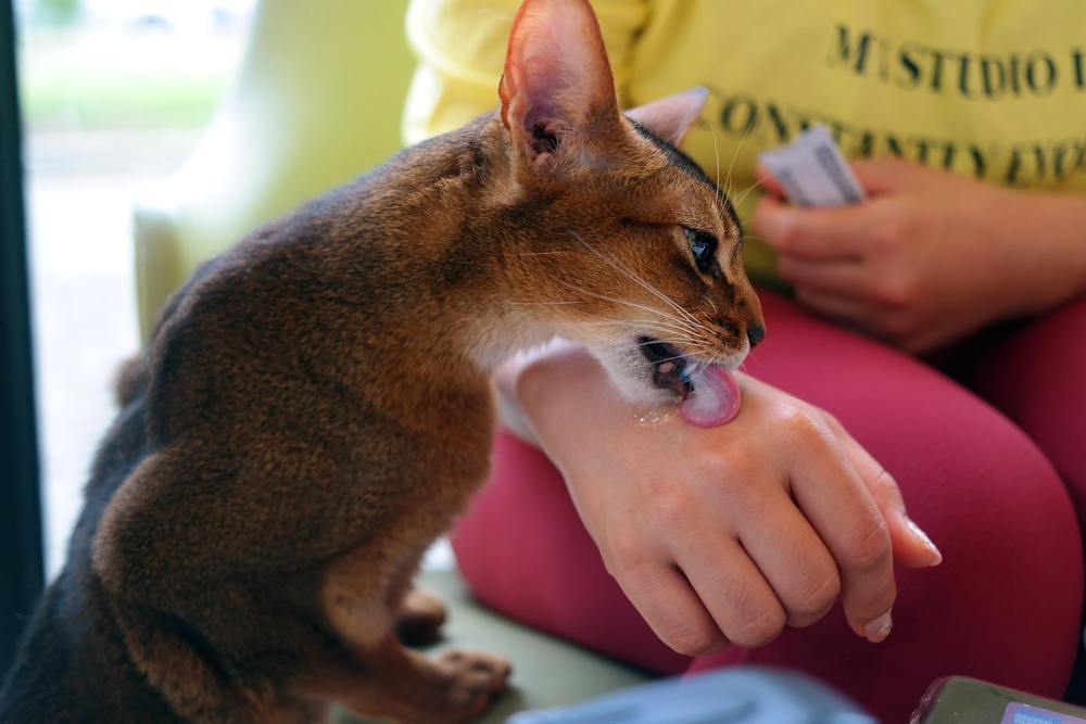 Katze kommt und leckt Katzenleckerli