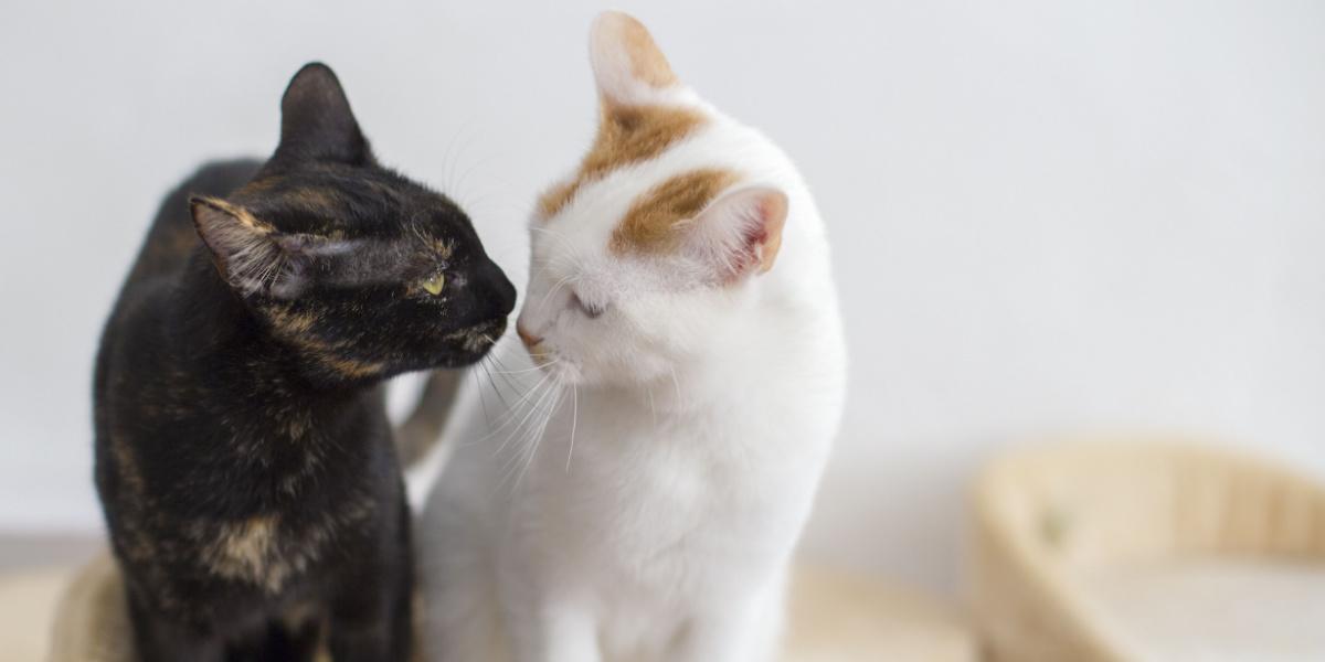 Ein bezaubernder Moment, in dem sich zwei Katzen anstarren. Ein Spiegelbild der Kameradschaft, Neugier und Verbundenheit zwischen Katzenfreunden.