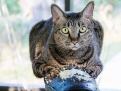 gray striped cat scratching a black chair