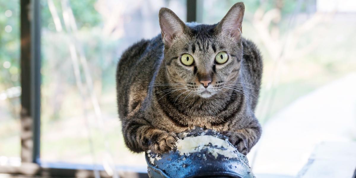 grau gestreifte Katze kratzt an einem schwarzen Stuhl