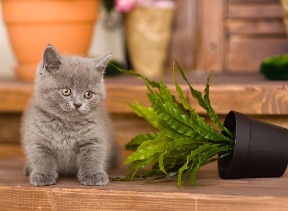 Ein verspieltes Kätzchen, das einen Blumentopf umwirft, zeigt den liebenswerten Übermut einer jungen Katze.