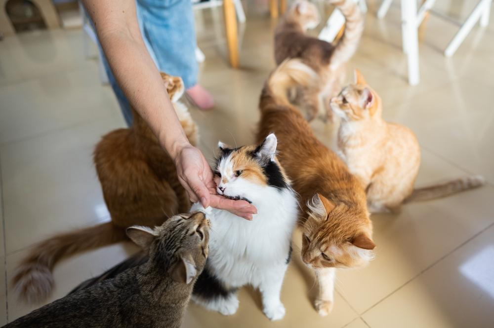 Menschen, die fröhlich mit Katzen spielen und interagieren. Dies zeigt Momente voller Spaß, Verbundenheit und geteiltem Glück zwischen Menschen und ihren Katzenfreunden.