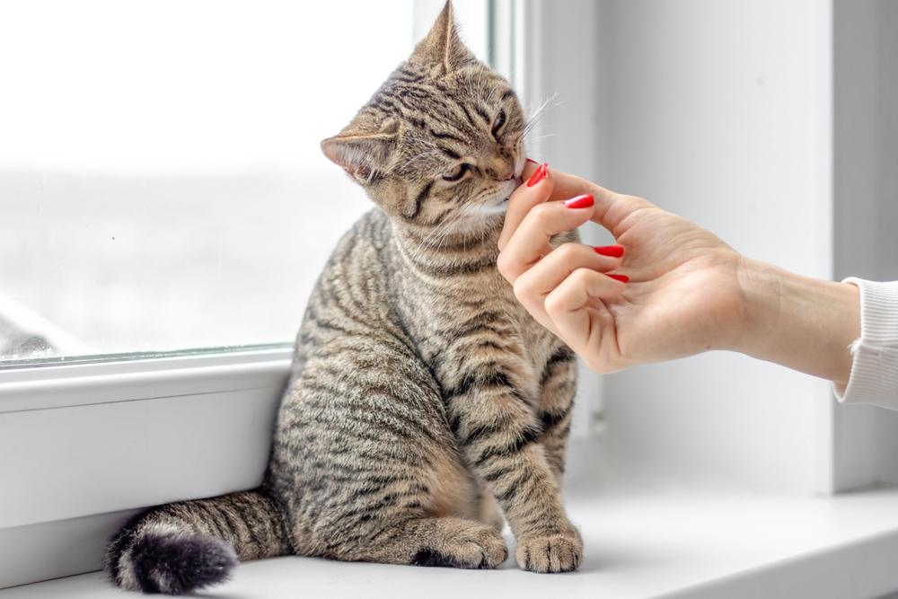 Ein Bild einer wunderschönen getigerten Katze, das ihr bezauberndes und liebenswertes Aussehen zeigt, das durch seinen Charme besticht.