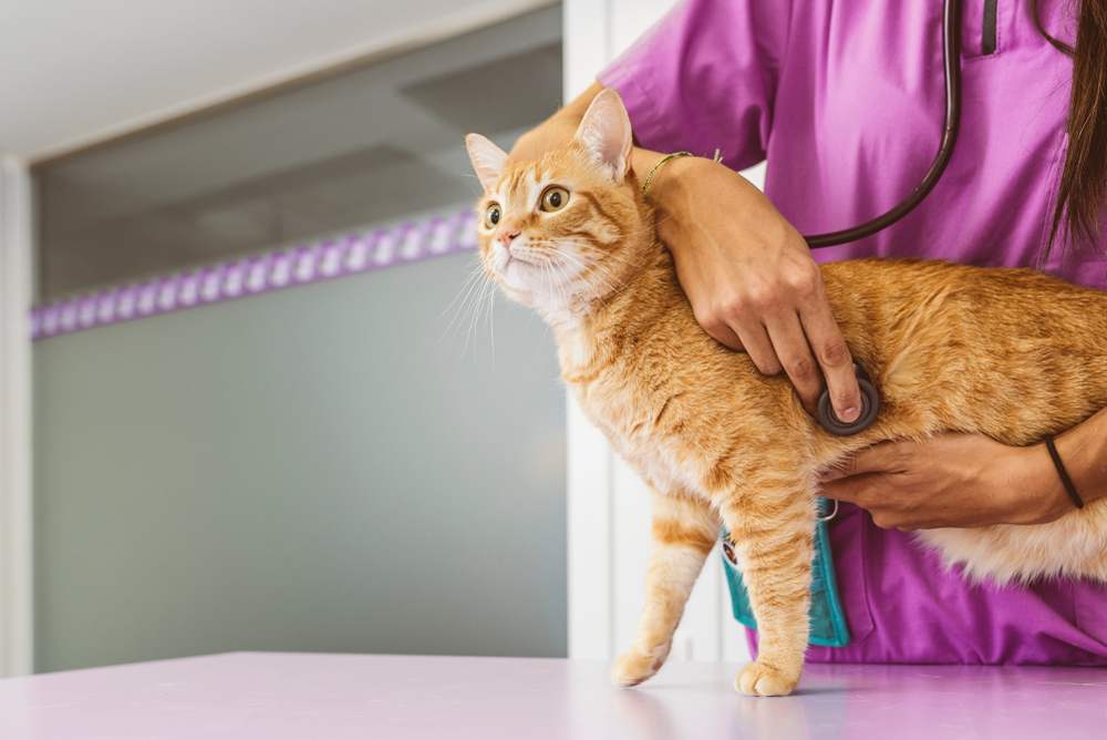 Ein Bild zeigt einen Tierarzt, der eine Katze gründlich untersucht und dabei mit einem Stethoskop den Herzschlag der Katze abhört. Dabei zeigt er professionelle Pflege und Aufmerksamkeit für das Wohlergehen des Tieres.